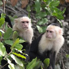 Wildlife Boat Cruise and Culture for 2 - Guanacaste, Costa Rica